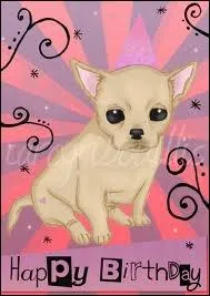 Quelles sont les varits de la robe du chihuahua ?