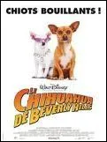 Quel film connu met en scne des chihuahuas ?