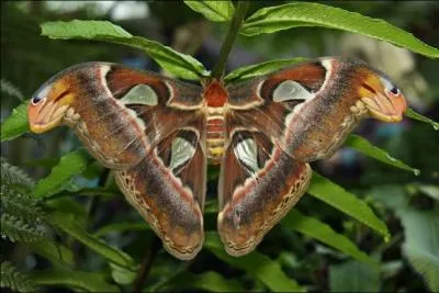 Imitations d'oeuvres d'autres artistes, de tous genres !