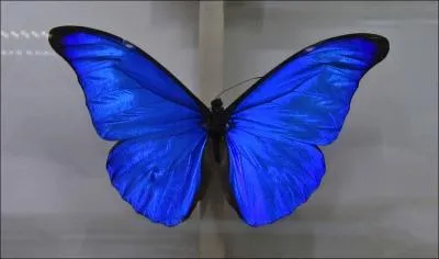 Si je vous parle de ce mollusque qui s'accroche aux rochers, vous pouvez me dire  bernique , ce  quoi je vous rpondrai ...