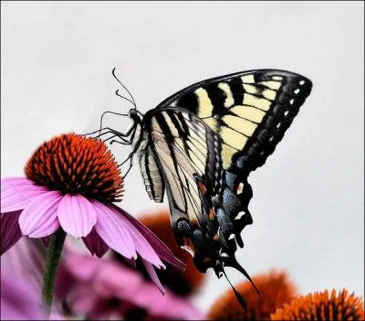 Fabrique de papier !