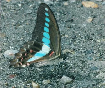 Dans certaines grottes prhistoriques, on peut admirer des personnages ou animaux peints ou gravs sur les parois, on appelle ceci de l'art ...