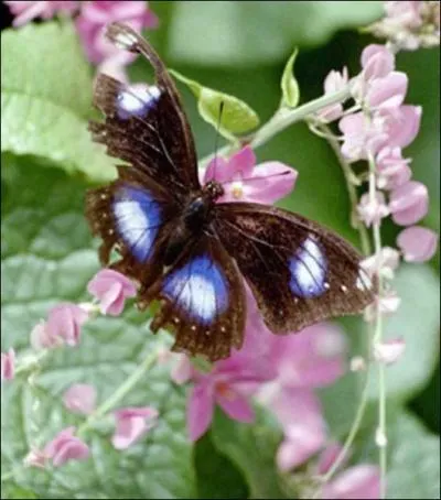 De ces trois bagnards de Guyane, retrouvez le bon, surnomm du nom de l'insecte de la photo !