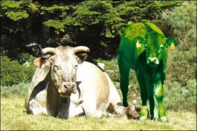 Si vous me suivez  Saint-Paterne dans la Sarthe, nous dgusterons un plat appel  veau vert ,  une table d'hte dlicieuse. De quoi s'agit-il ?