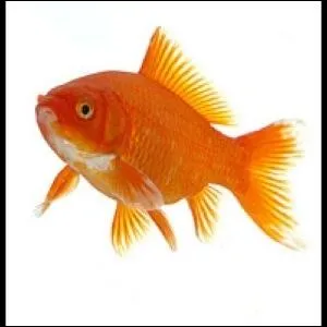 Comment dit-on  poisson rouge  en anglais ?