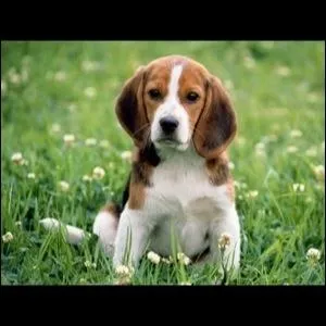 Comment dit-on  chien  en anglais ?