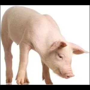 Comment dit-on  cochon  en anglais ?