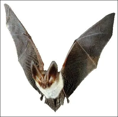 Comment dit-on  chauve-souris  en anglais ?
