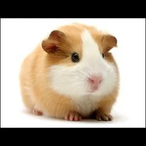 Comment dit-on  cochon d'Inde  en anglais ?