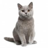 Quiz Animaux