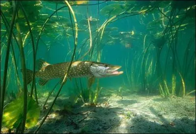 Carnassier bien connu !