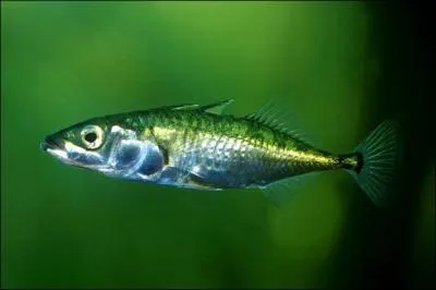 Quel est ce poisson ?