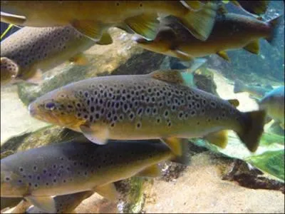 Quel poisson suis-je ?