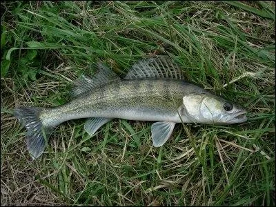 Quel est ce poisson ? (famille percidae)