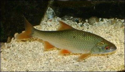 Je suis un cyprinid bien connu !