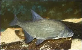 Connaissez-vous celui-ci ?