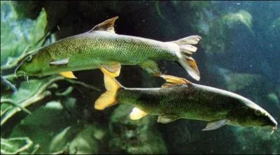 Quel est ce poisson  barbillons ?