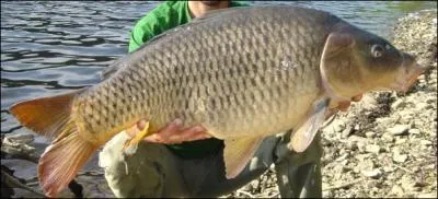 Retrouvez le nom de ce beau spcimen.