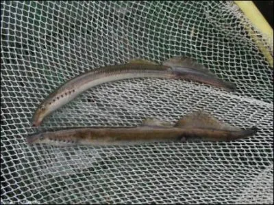 Quel est ce poisson de la super-classe des agnathes ?