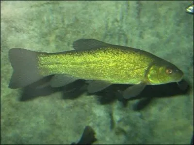 J'aime fouiller le fond ... quel est mon nom ?