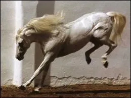 Que fait le cheval sur la photo ?