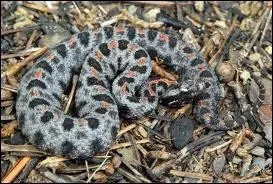 Lequel de ces serpents ne fait pas partie de la famille des  Elapidae  ?