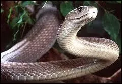 Pouvant atteindre une vitesse allant de 15 km/h  20 km/h, quel est le serpent terrestre le plus rapide au monde ?