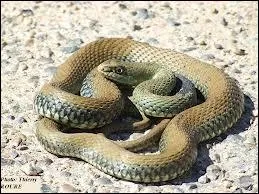 Quelle est la seule couleuvre venimeuse que l'on peut rencontrer en France ?