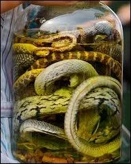 Par dfinition, un serpent  ophiophage  se nourrit de ses congnres. Auquel de ces serpents ne peut-on attribuer ce rgime alimentaire ?