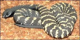 Dans lequel des pays suivants peut-on rencontrer le bongare ?