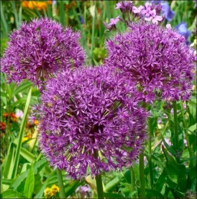 Plante  bulbe aux fleurs roses violaces perches au sommet de hautes tiges ... .