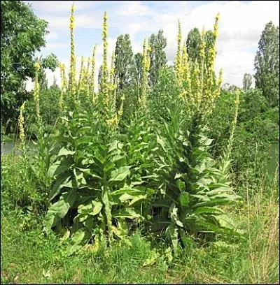 Trs ancienne plante mdicinale utilise comme calmant contre la bronchite, le rhume et la toux, la molne est appele communment ... . .
