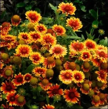 Originaire des prairies ensoleilles d'Amrique du Nord et du Sud, cette astrace est l'emblme floral de la Wallonie ... .