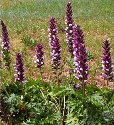 Cette plante pineuse aimant le soleil, porte le nom d'une nymphe de la mythologie grecque... . .
