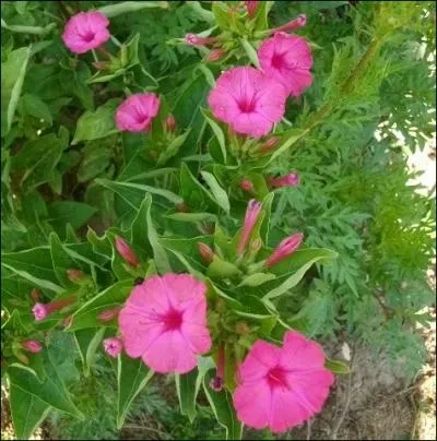 La  Belle de nuit  aux fleurs blanches, rouges, oranges ou mauves est galement connue sous le nom de... . .