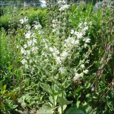 Plante cultive pour son feuillage argent aux allures laineuses, elle possde galement en t des inflorescences blanches... .
