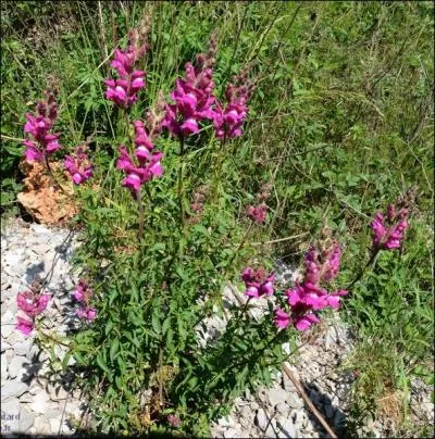Autrefois, hte privilgi des jardins de curs, le muflier est plus souvent appel ... . .