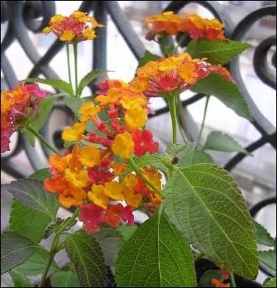 Les feuilles de cet arbrisseau sont utilises parles populations indiennes et croles pour prparer des infusions pectorales ... .