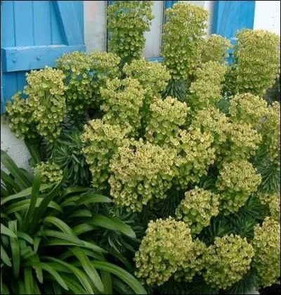 Ressemblant  un cactus, cette plante mditerranenne possde des inflorescences vert jauntre disposes en ombelles... .