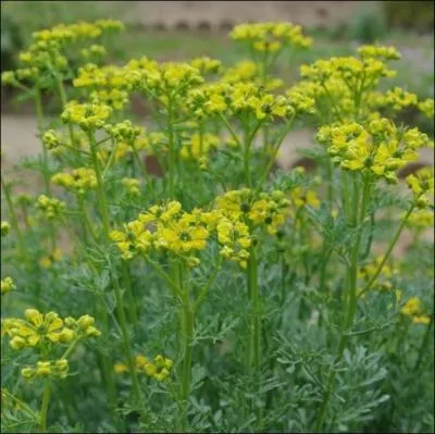 Cette plante entrait au Moyen-Age dans la composition du  vinaigre des quatre voleurs  cens protger de la peste... .