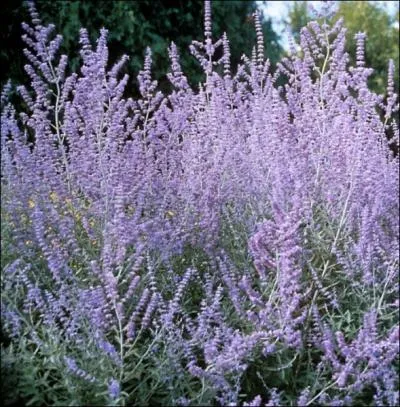 De la famille des lamiaces, le perovskia est un cousin des sauges, c'est pourquoi il est appel communment ... .