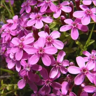 Plante couvre-sol originaire des rgions montagneuses, la saponaire de Montpellier est galement appele ... .