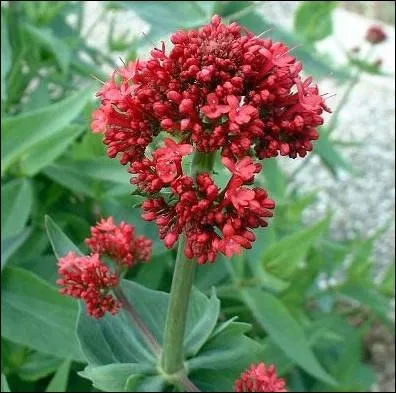 Ses fleurs sont rouges, roses ou parfois blanches, odorantes. Quelle est cette herbace que l'on nomme galement lilas d'Espagne ?