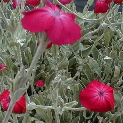 Feuillage argent et fleurs allant du pourpre au grenat intense, je suis ... . .