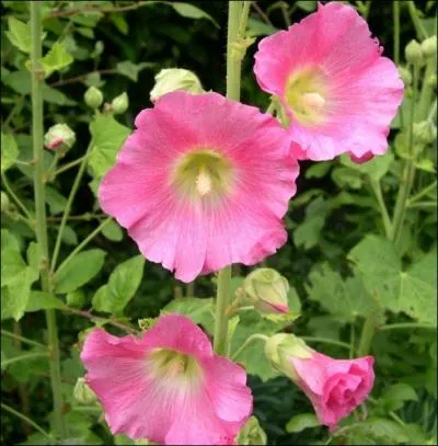 Le nom de la Rose trmire ou Rose de trmire serait une altration de  Rose d'Outremer , elle est appele galement ... . .