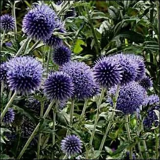 Son nom en grec  echinops   signifie  qui  l'apparence d'un hrisson , son nom plus commun est ... . .