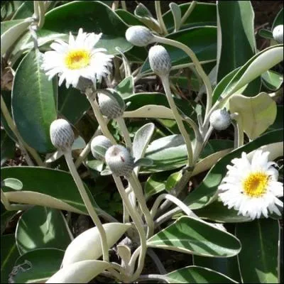 Plante arbustive de la famille des astraces  l'tonnant feuillage argent persistant ... .