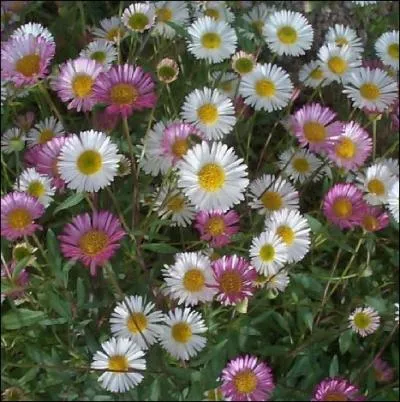 Cet rigron originaire du Mexique est plus connu sous le nom commun de. .