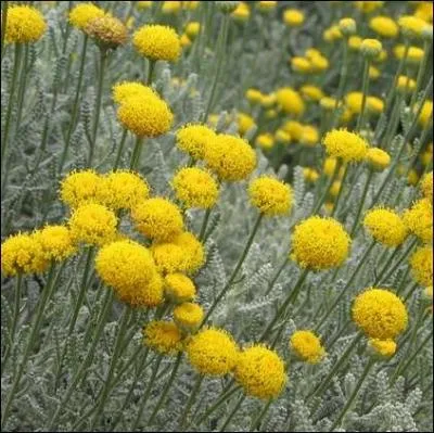Cette plante aux fleurs en forme de pompons jaunes, avant tout aromatique est trs utilise par les paysagistes... .