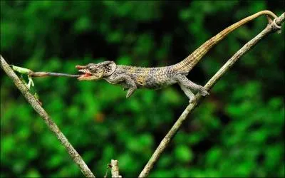 Il sert  mesurer la richesse du lait en beurre !